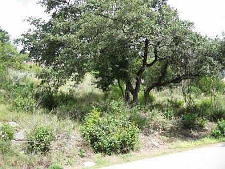 Lots of great trees grace this Lakeway lot!
