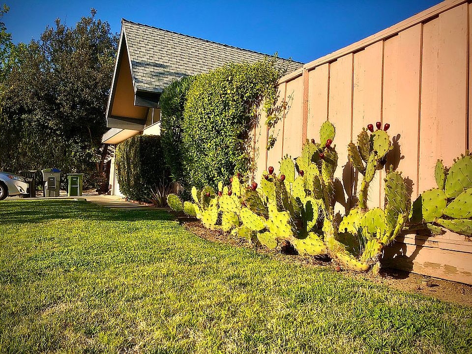 Part of the front yard
