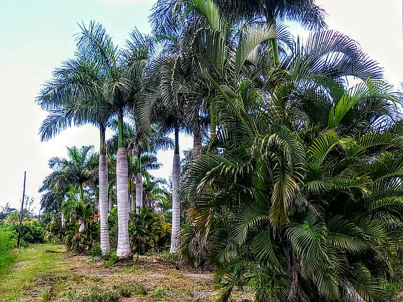 Mature royal and Areca 