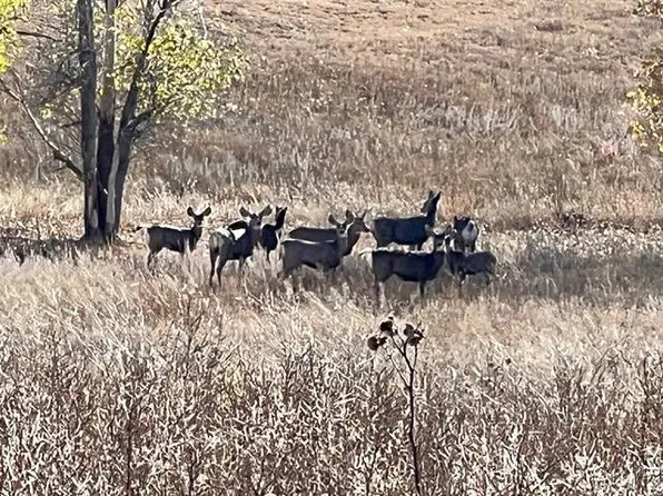 0 County Road 169, Matheson, CO 80830