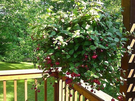 View from Deck