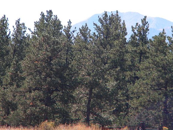 4th image of Tbd Wagon Trail