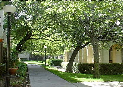 Tree Lined Walkways