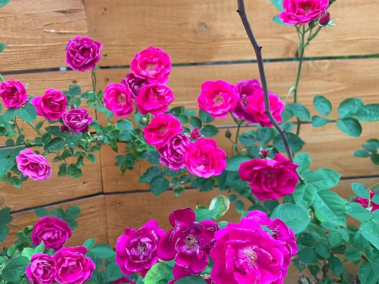 garden roses in the driveway