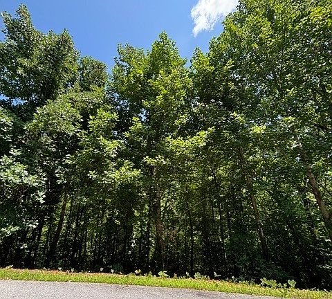 2nd image of LOT 5 King Mountain Dr