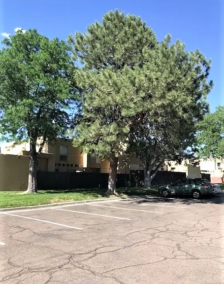 Mature Trees