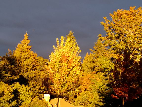 Stunning fall colors