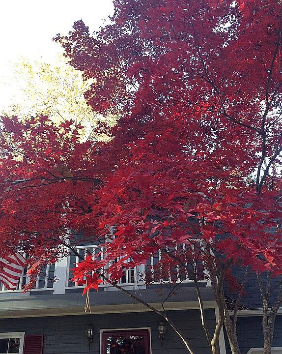 Fall and japanese maple 