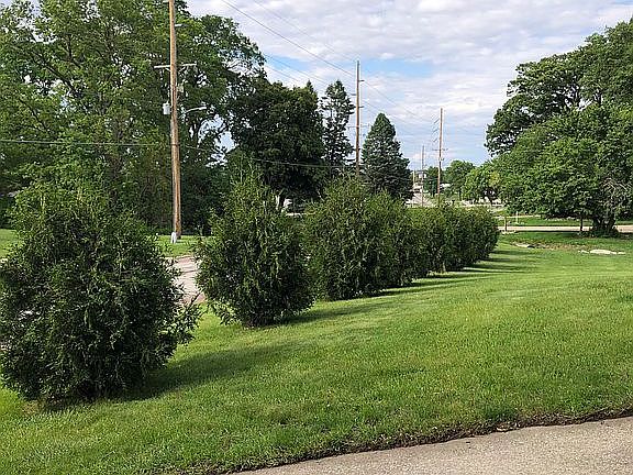 Arborvitae