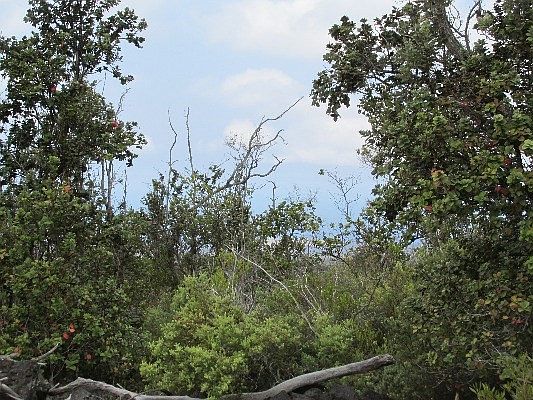 5th image of Palm Pkwy Lot 32