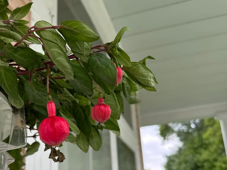 There's always something blooming which renters are welcome to pick.