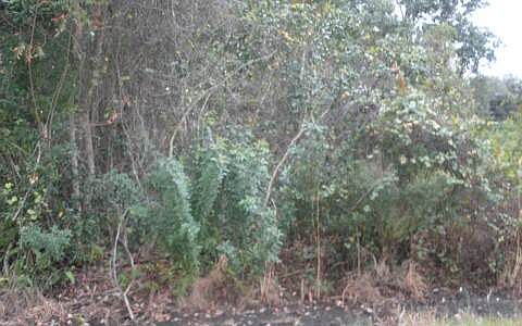1st image of 1039 Lake Carrie Dr
