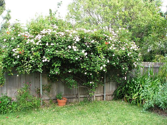 Many Flowering Trees & Bushes in Rear Yard