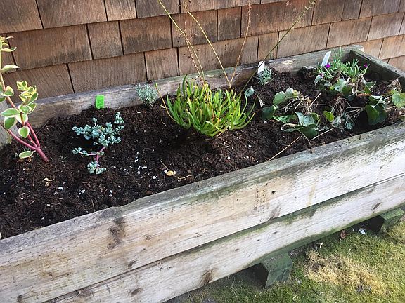 Little raised bed garden
