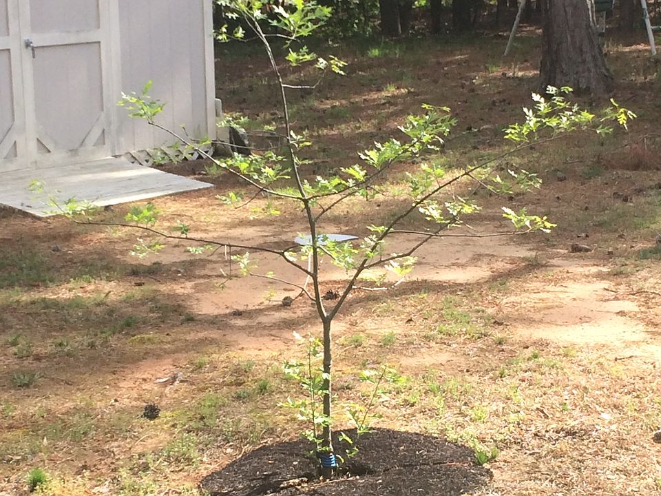 1st image of 2697 Tribble Cir