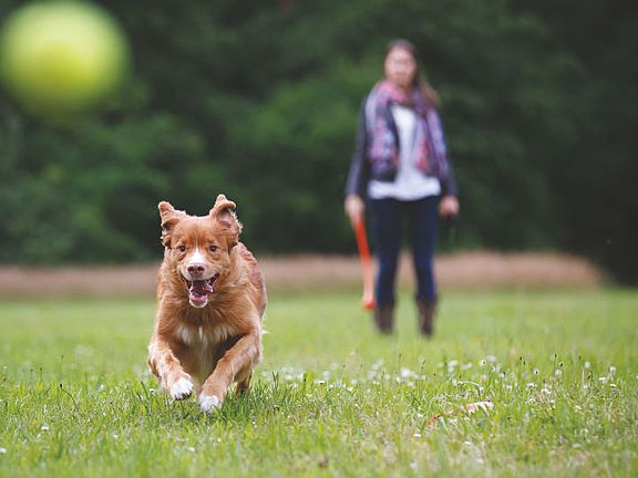 Community Dog Park to play Fetch with your Pup