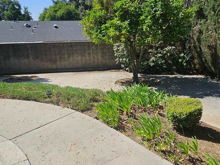 back yard