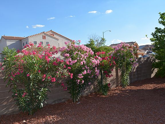 Oleanders - privacy screen