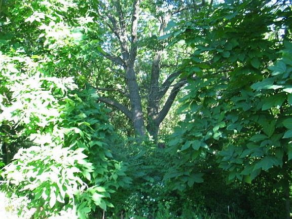 5th image of 11059 Brittany Dr