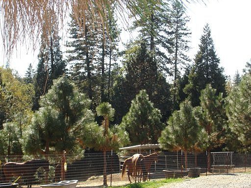 fenced/cx fenced for your livestock