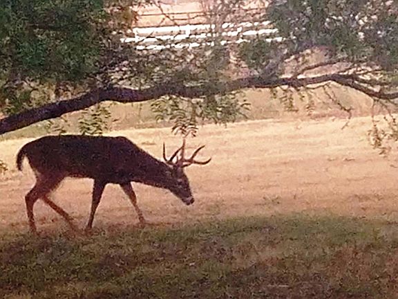 A very rare visitor!