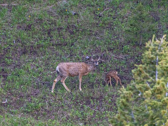 5th image of 515 Lander Mountain Rd