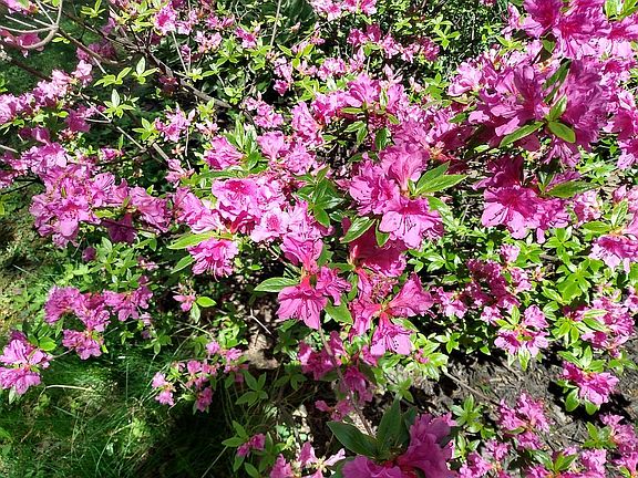 Azaleas