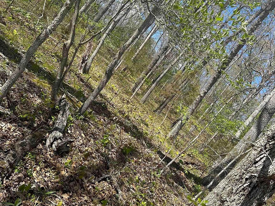 2nd image of Vacant Lot Honey Bear Loop