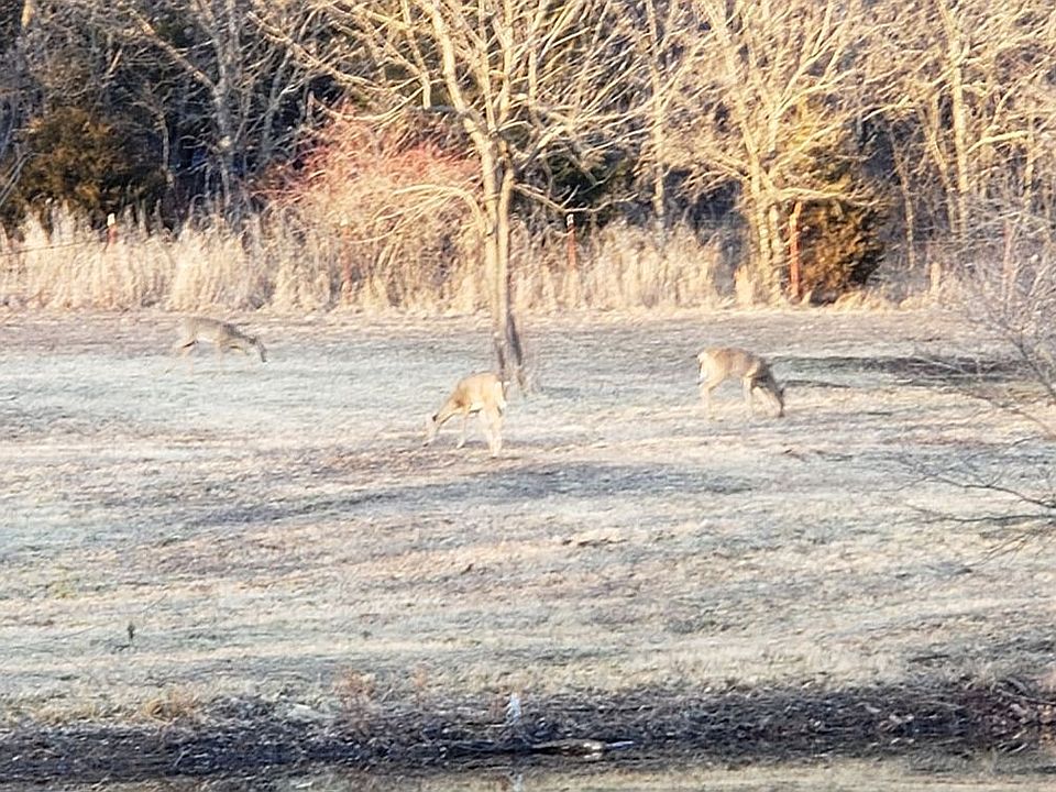 Lots of wildlife