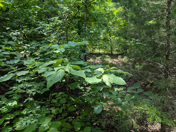 Ridgewood Ln, Salem, AR 72576