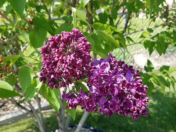 Lilac bush