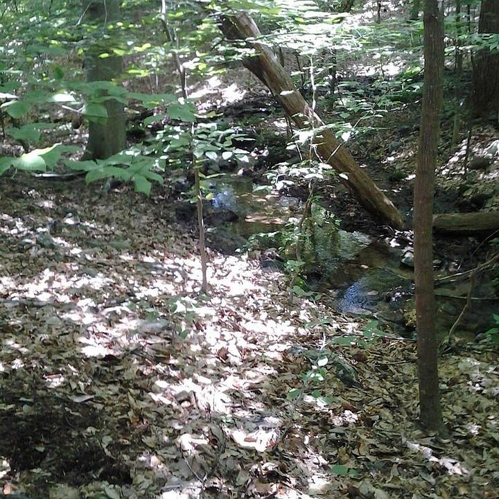 Build beside this lovely creek!