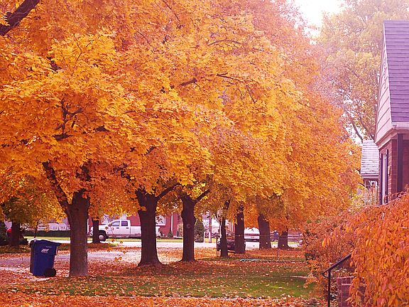 Quiet Tree lined street
