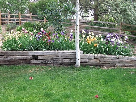 Garden Iris in Bloom