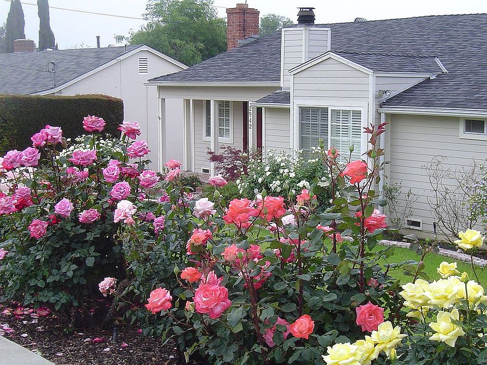 Roses line sidewalk