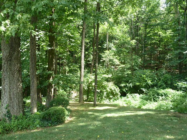Woods