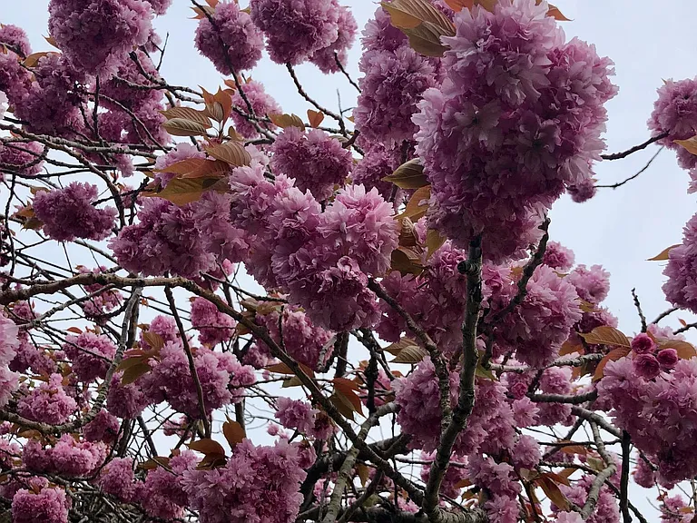 There is a large plum cherry tree in the front yard. It provides great privacy and shade. It yields a bumper crop of fruit each year. The plum cherry is great for canning, making jam or enjoying fresh from the tree!