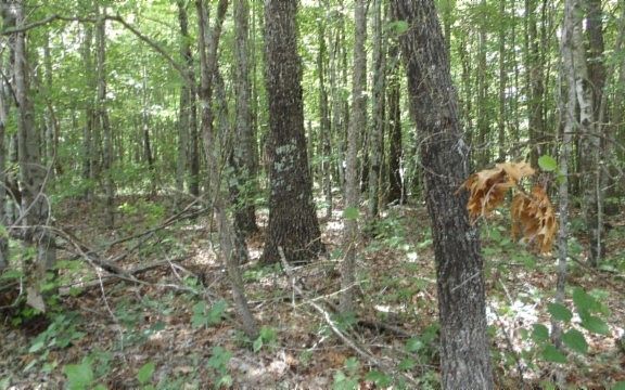 3rd image of 0 Parkstown Ext Lot 48