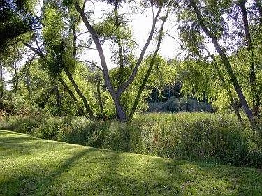 Marsh Teeming with Wildlife