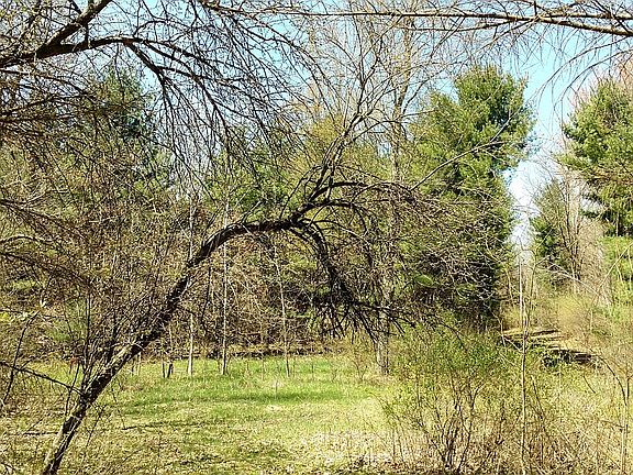 West side of back yard