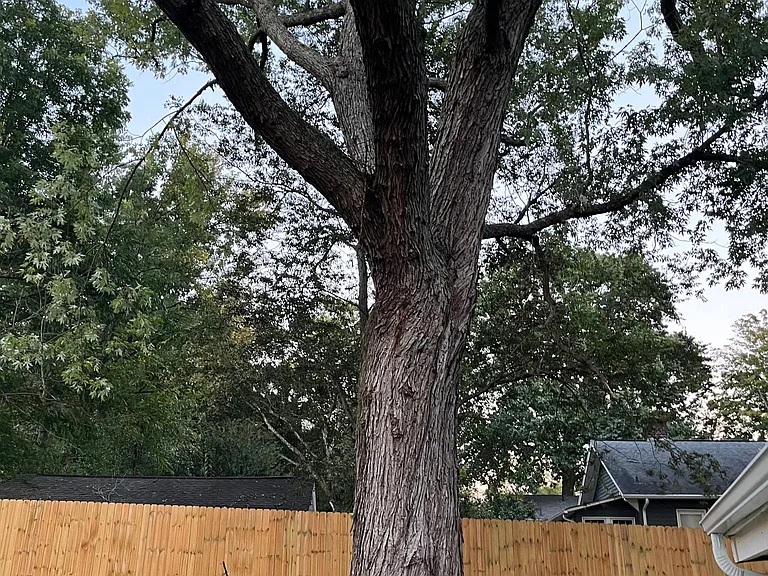 Large tree in back yard covering home