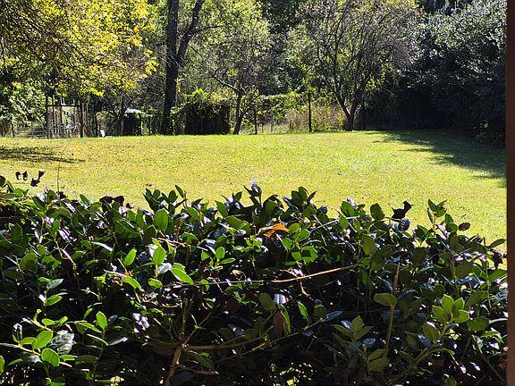 View from back porch