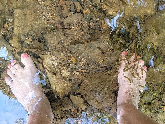 Getting a fish pedicure