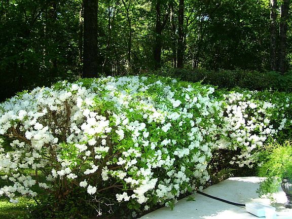 VIEW OF AZALEA'S