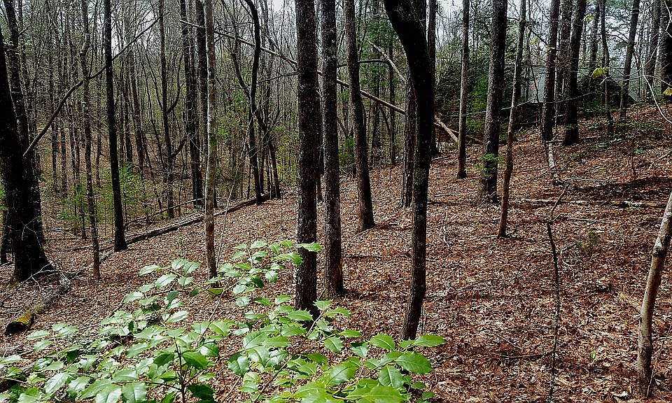 2nd image of 85 Whitaker Ln