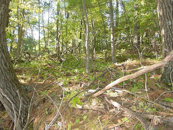 5th image of Lot 6 Mae West Road