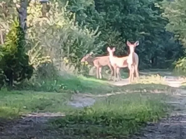 E Charles Rd, Ionia, MI 48846