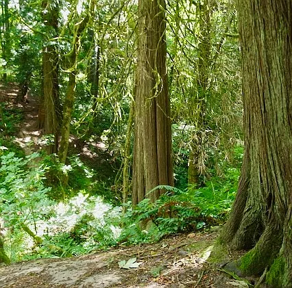 Loll Wildwood Natural Area: 17-acre forest with hiking trails. Trailheads only two blocks away from the house.