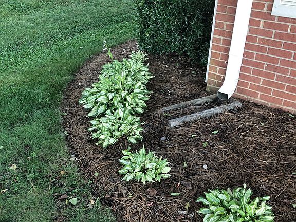 Front yard Hostas