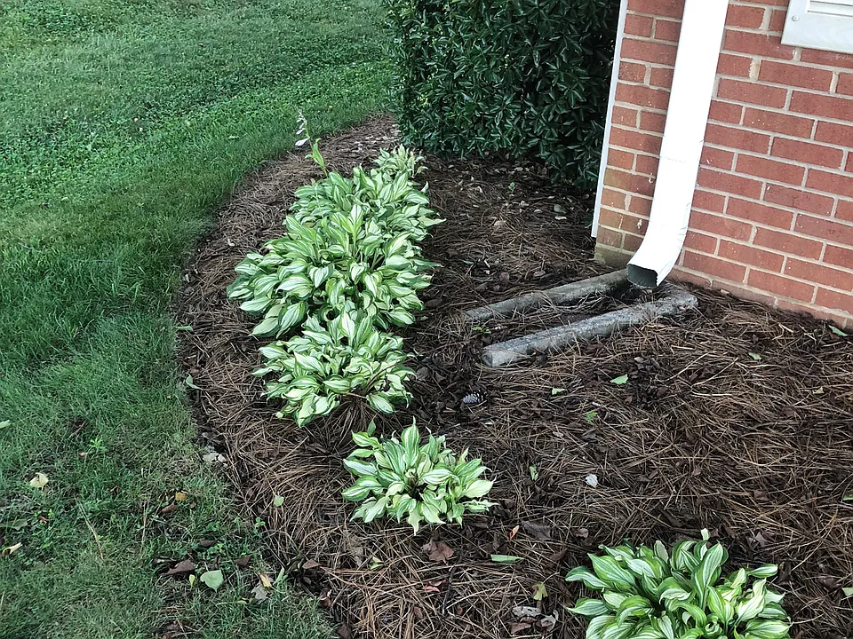 Front yard Hostas